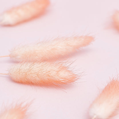 Dried Flower Box Lagurus / Bunny Tails (Peach)