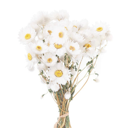 Dried Flower Box Rodanthe Daisies (White)