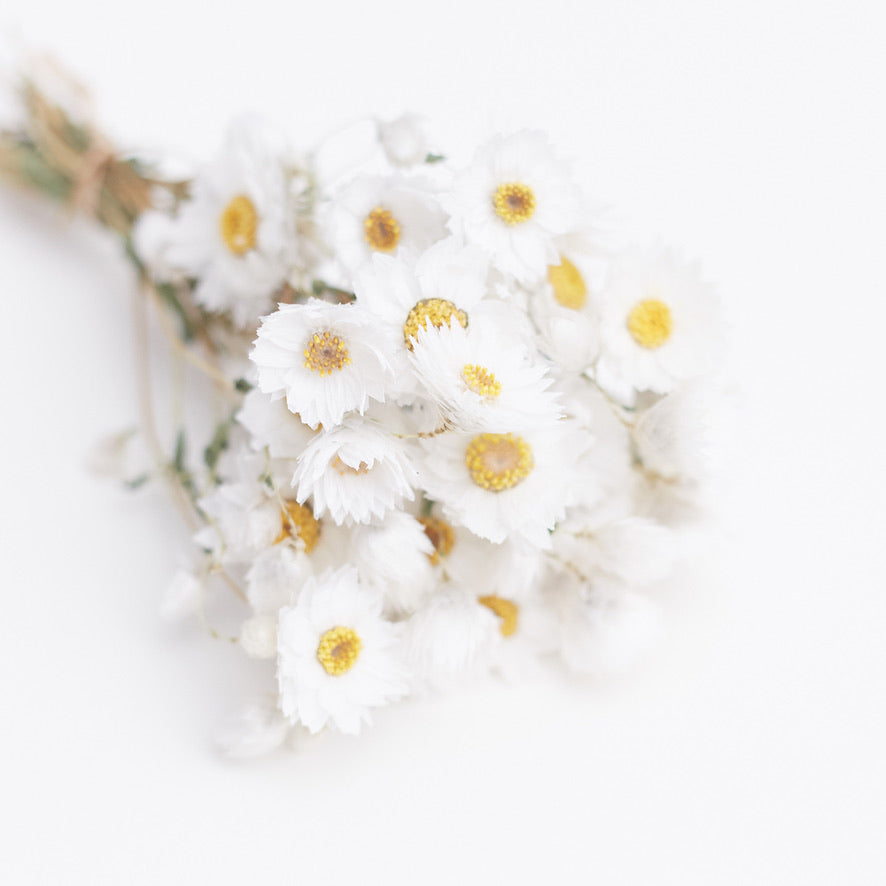 Dried Flower Box Rodanthe Daisies (White)