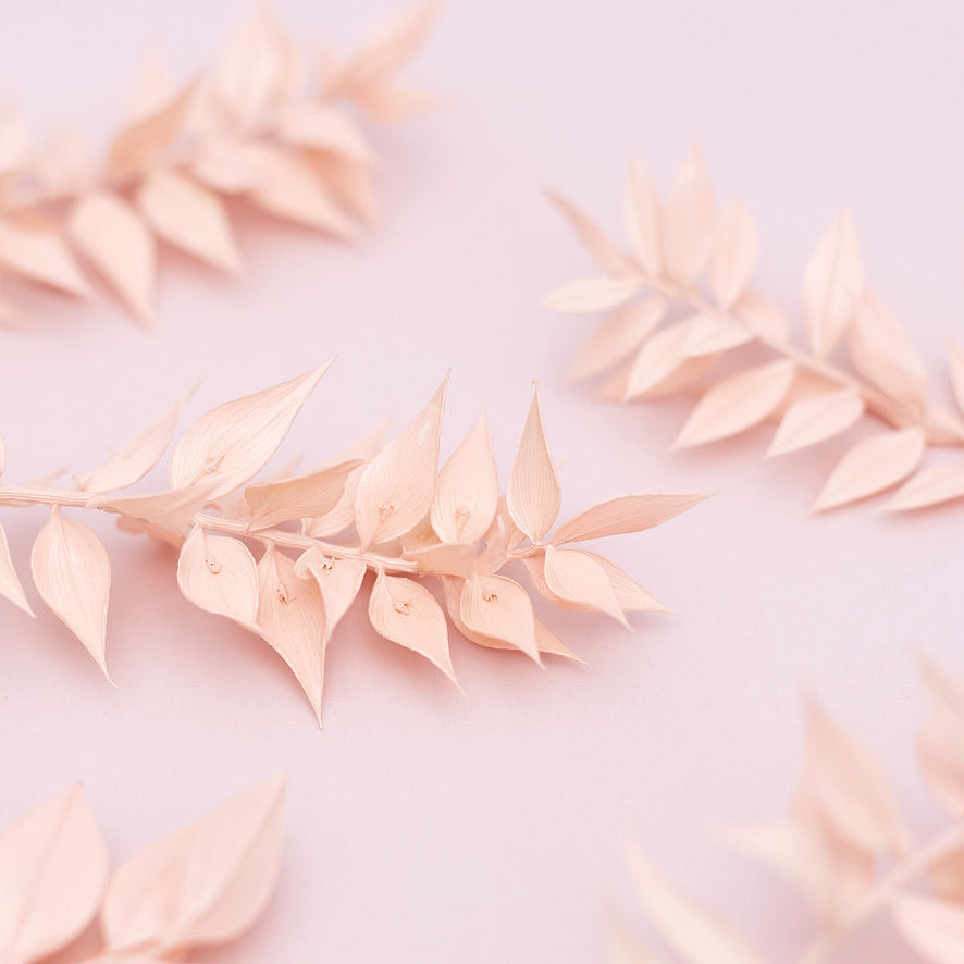 Dried Flower Box Ruscus (Light Pink)