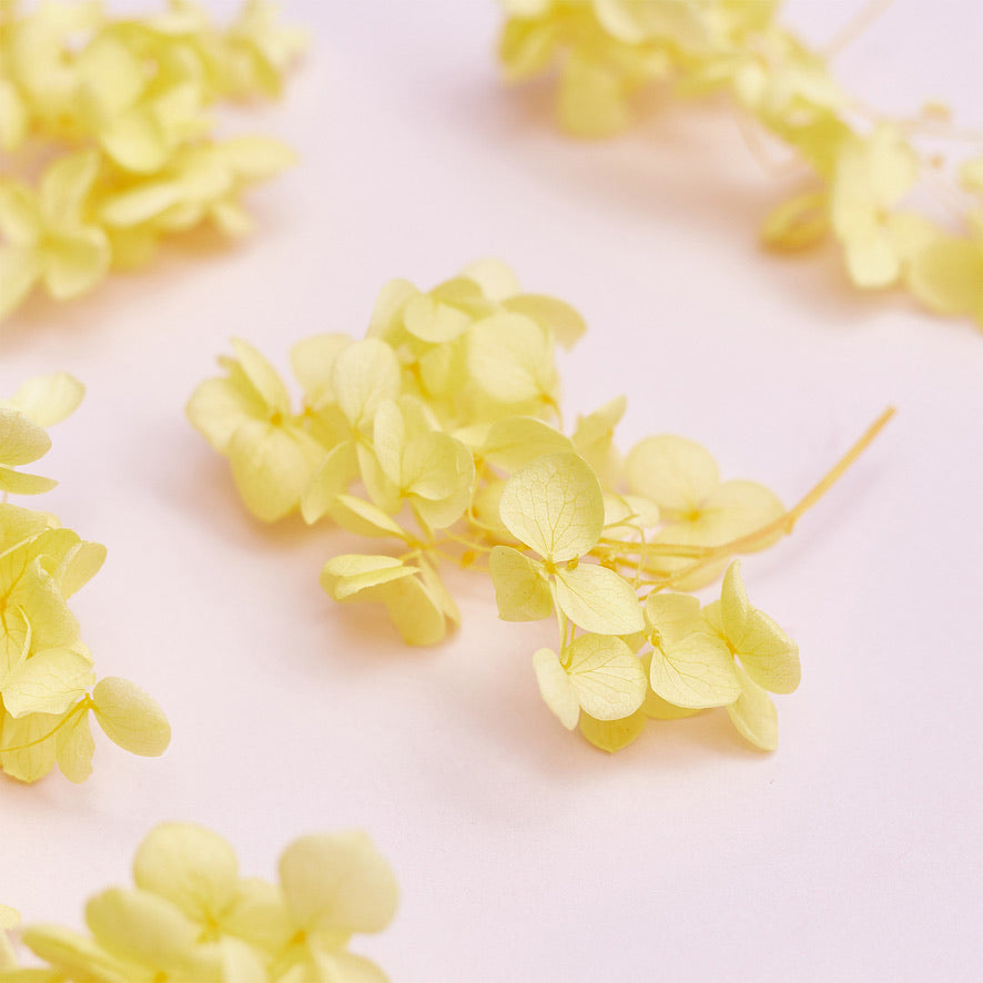 Dried Flower Box Hydrangea (Yellow)