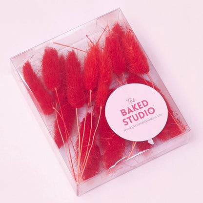 Dried Flower Box Lagurus / Bunny Tails (Red)