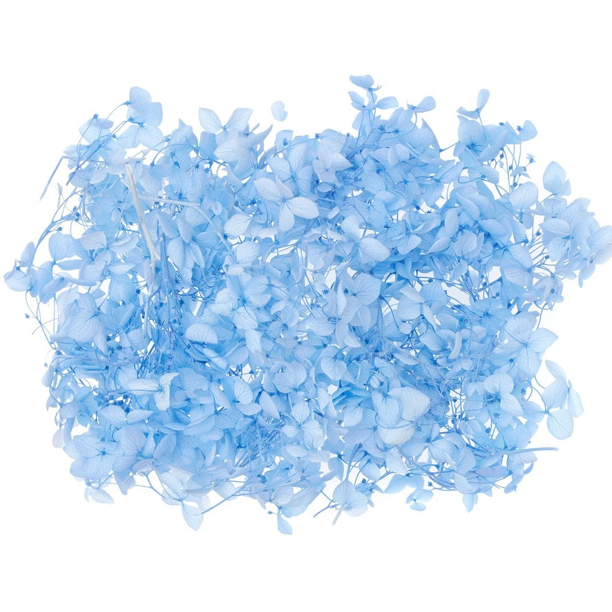 Dried Flower Box Hydrangea (Light Blue)