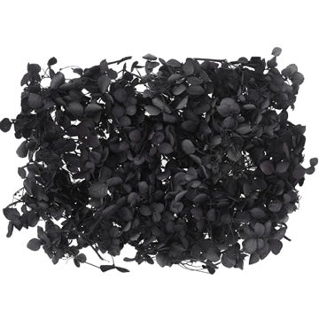 Dried Flower Box Hydrangea (Black)
