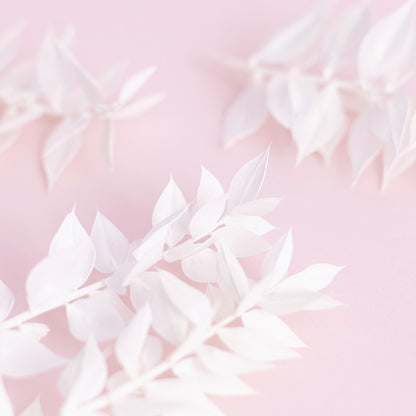 Dried Flower Box Ruscus (White)
