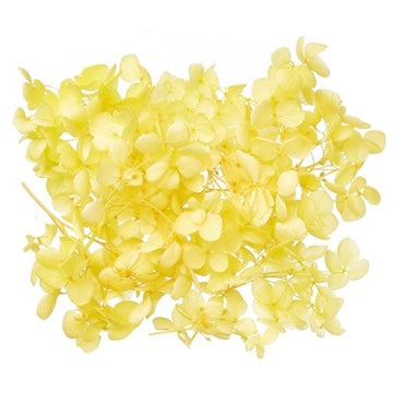 Dried Flower Box Hydrangea (Yellow)