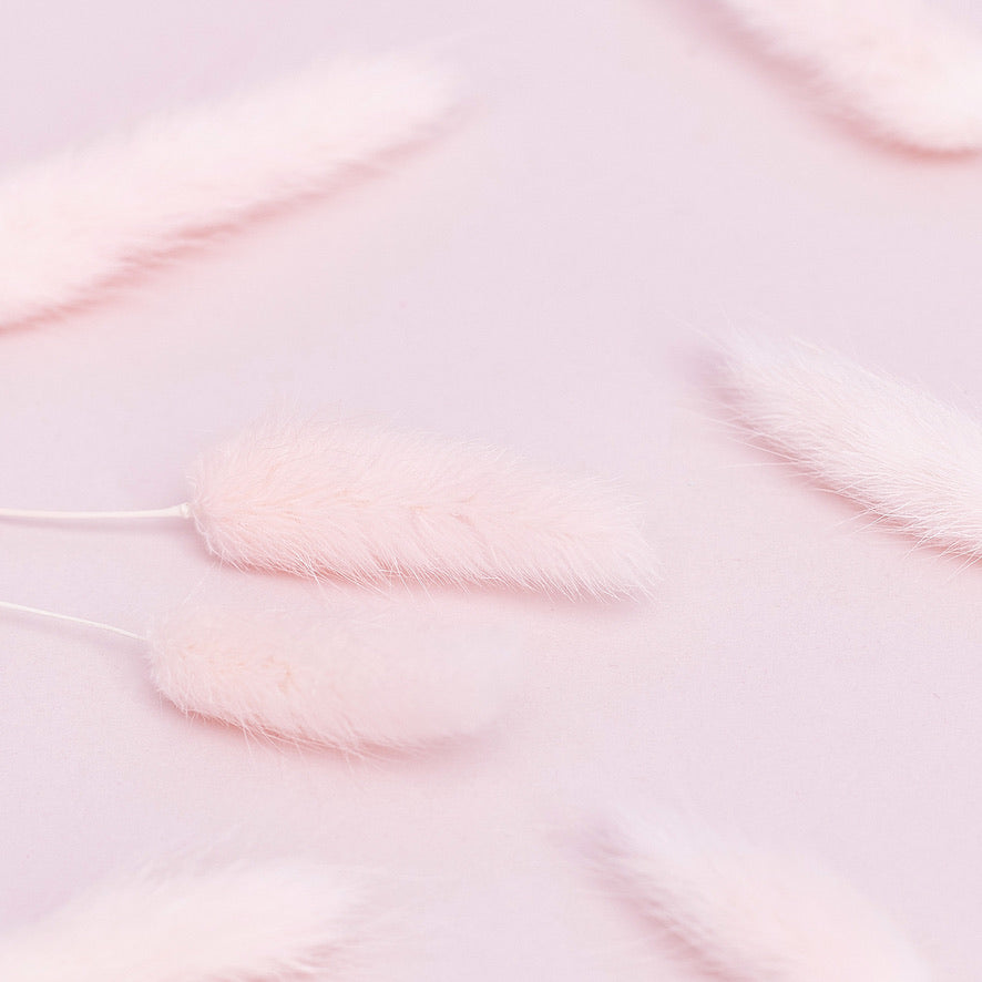 Dried Flower Box Lagurus / Bunny Tails (Light Pink)