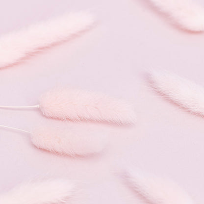 Dried Flower Box Lagurus / Bunny Tails (Light Pink)