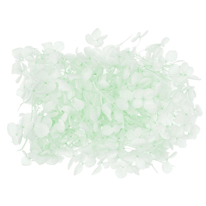 Dried Flower Box Hydrangea (Light Green)