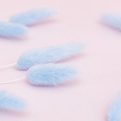 Dried Flower Box Lagurus / Bunny Tails (Light Blue)