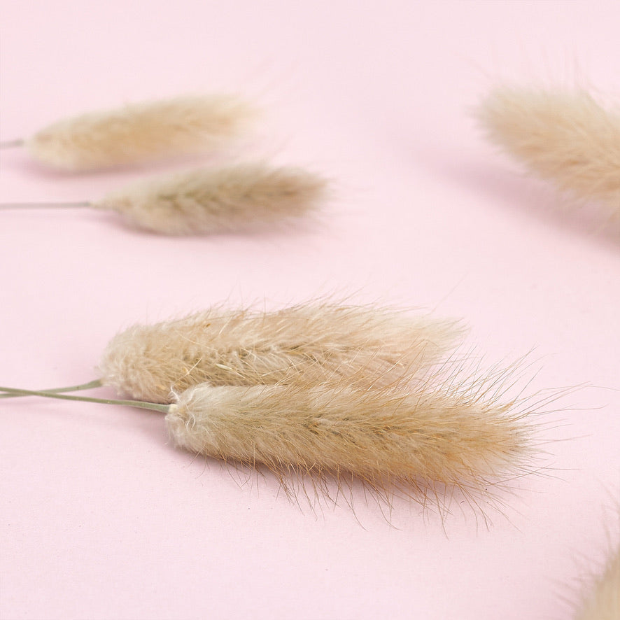 Dried Flower Box Lagurus / Bunny Tails (Natural)