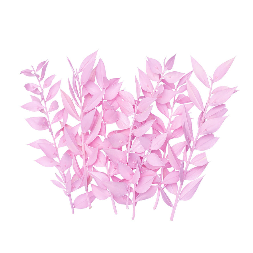 Dried Flower Box Ruscus (Candy Pink)