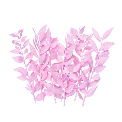 Dried Flower Box Ruscus (Candy Pink)