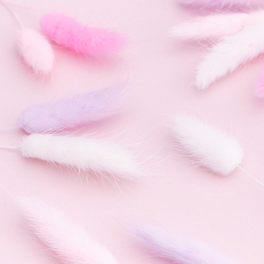 Dried Flower Box Lagurus / Bunny Tails (Pink, Lilac, White)