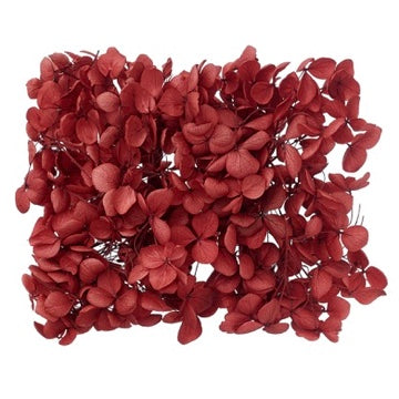 Dried Flower Box Hydrangea (Deep Red)