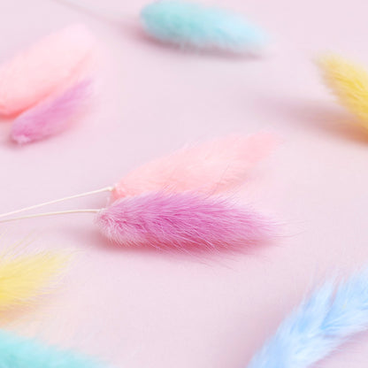 Dried Flower Box Lagurus / Bunny Tails (Rainbow Pastel)
