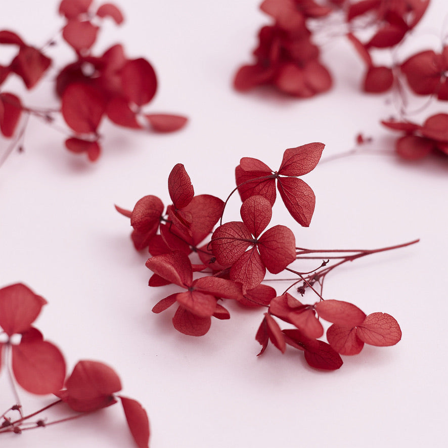 Dried Flower Box Hydrangea (Deep Red)