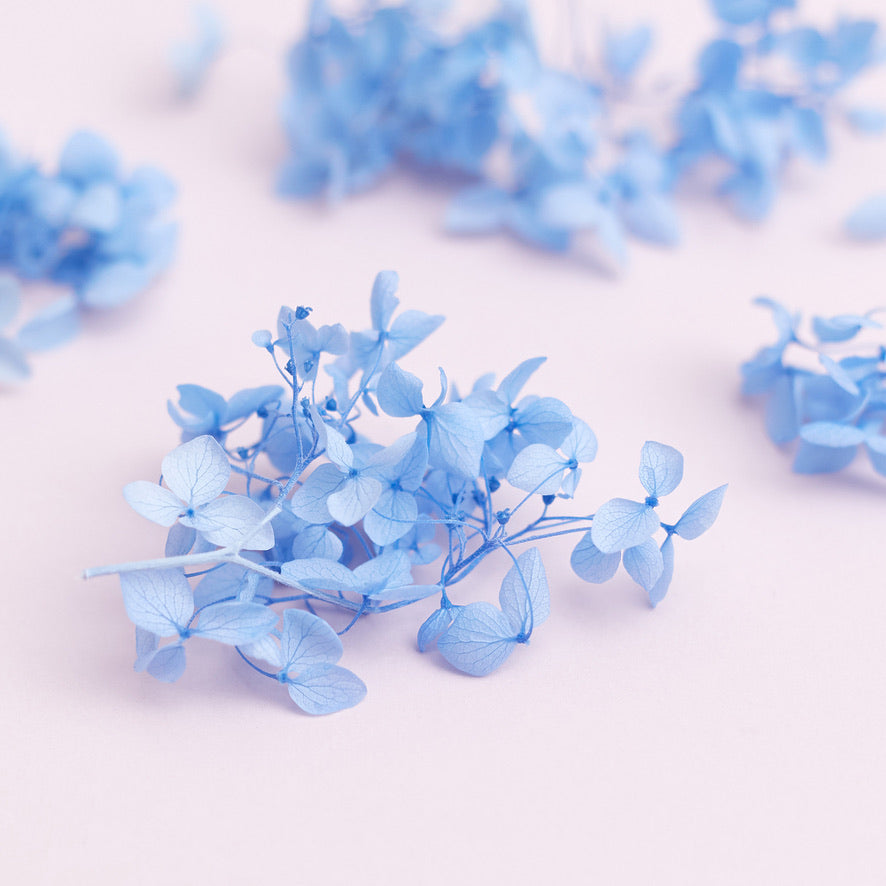 Dried Flower Box Hydrangea (Light Blue)