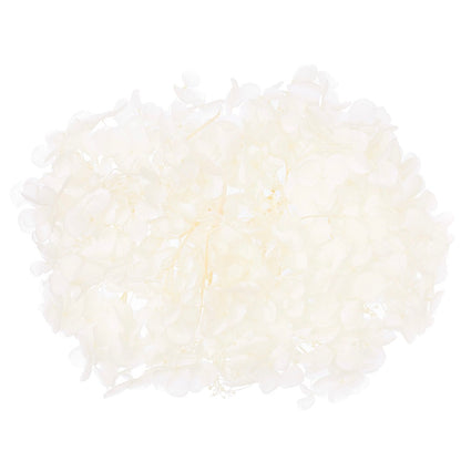 Dried Flower Box Hydrangea (White)