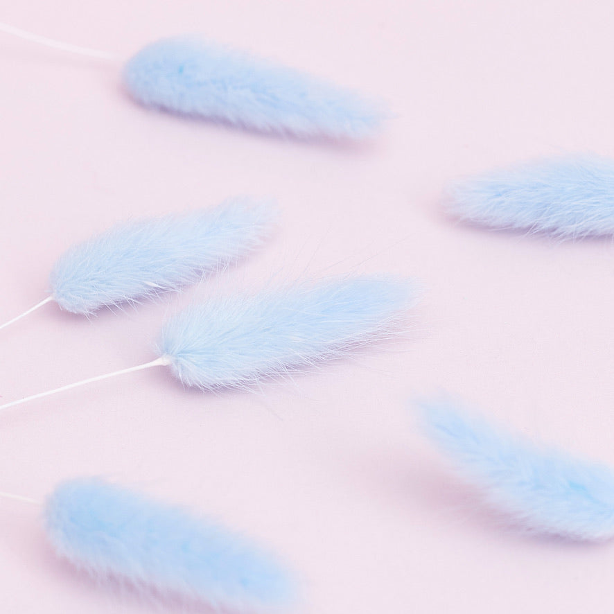 Dried Flower Box Lagurus / Bunny Tails (Light Blue)
