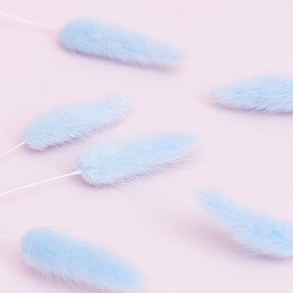 Dried Flower Box Lagurus / Bunny Tails (Light Blue)