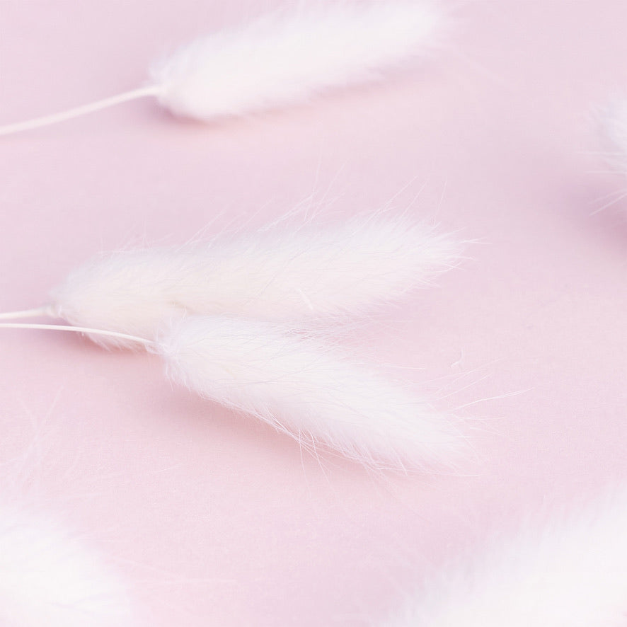 Dried Flower Box Lagurus / Bunny Tails (White)