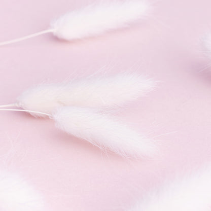 Dried Flower Box Lagurus / Bunny Tails (White)