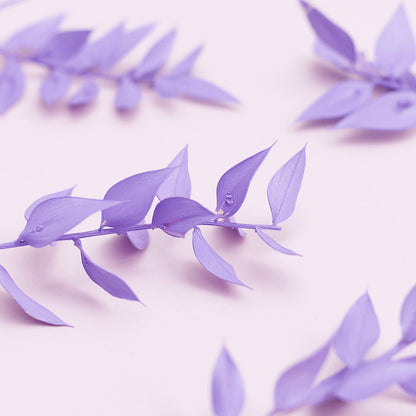 Dried Flower Box Ruscus (Purple)