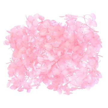 Dried Flower Box Hydrangea (Bright Pink)