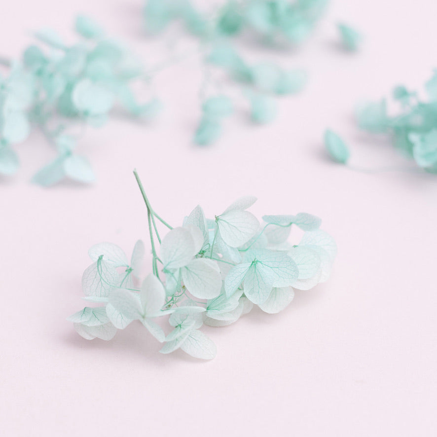 Dried Flower Box Hydrangea (Turquoise)