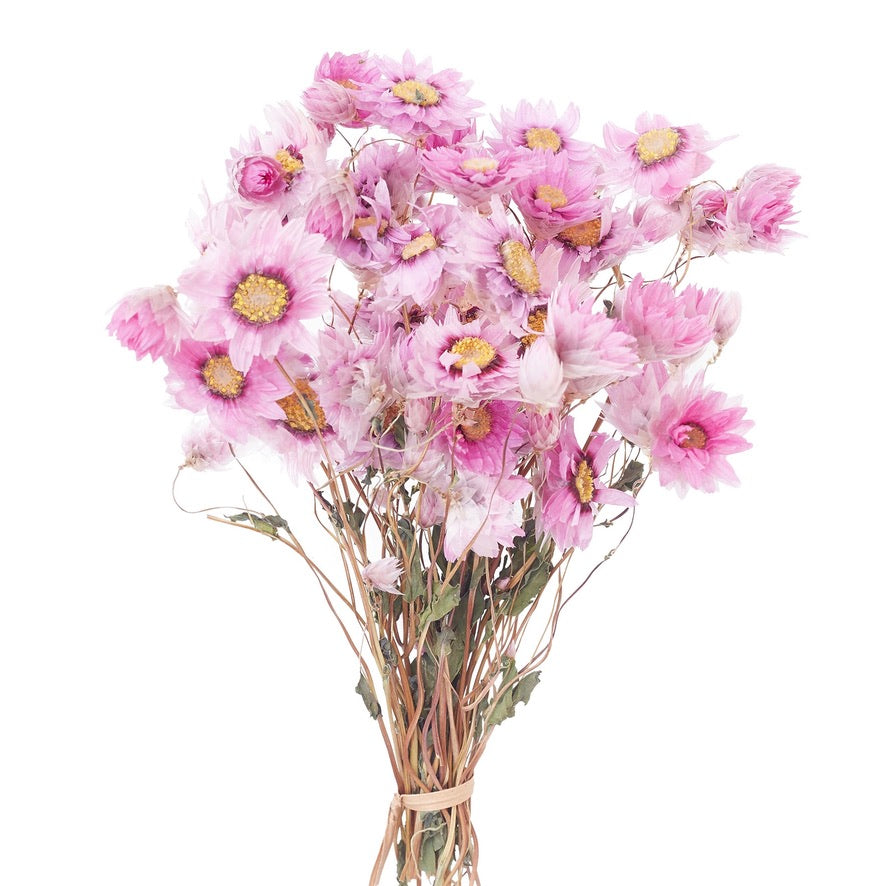 Dried Flower Box Rodanthe Daisies (Pink)
