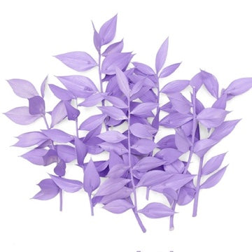 Dried Flower Box Ruscus (Purple)