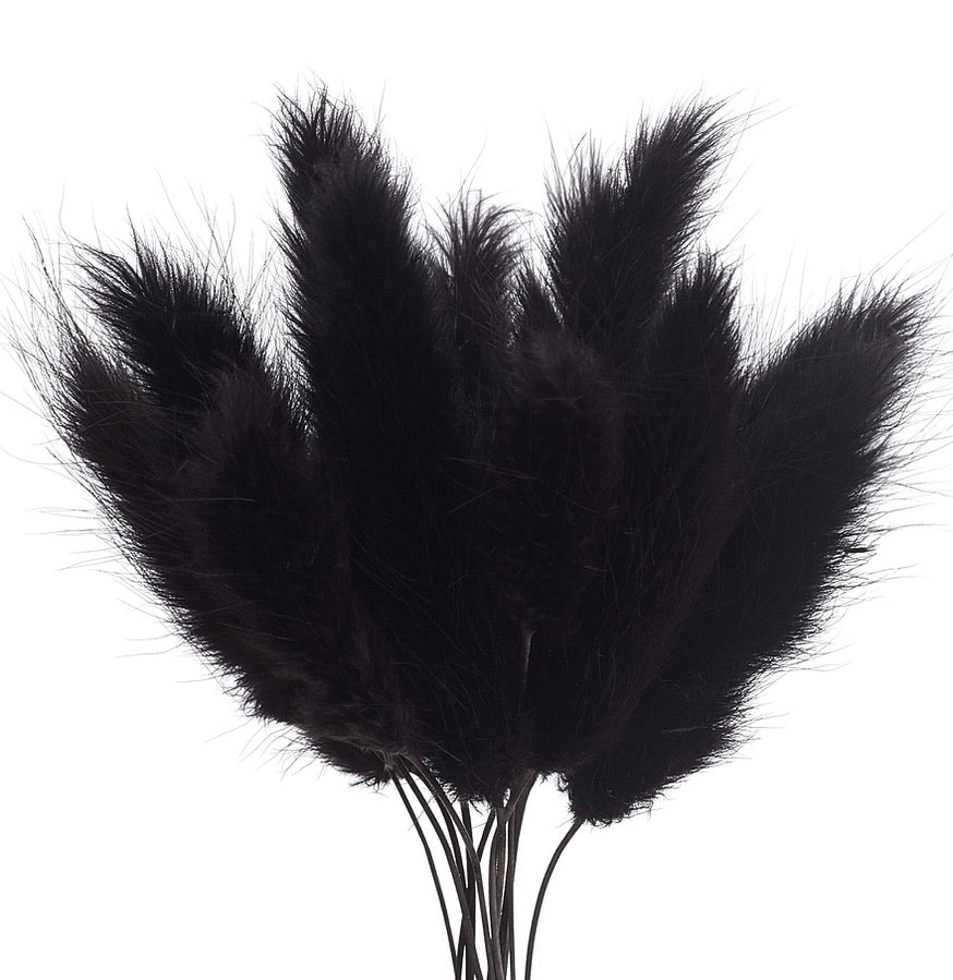 Dried Flower Box Lagurus / Bunny Tails (Black)