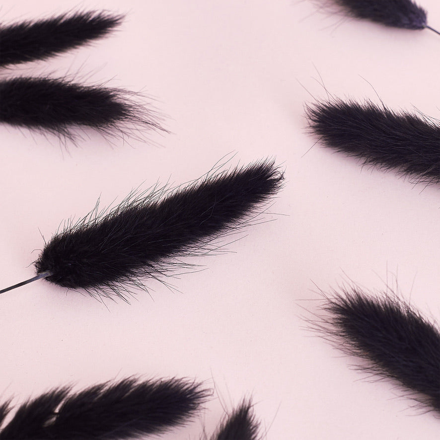 Dried Flower Box Lagurus / Bunny Tails (Black)