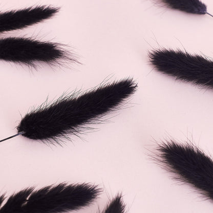 Dried Flower Box Lagurus / Bunny Tails (Black)