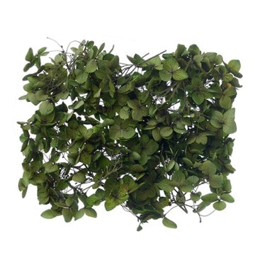 Dried Flower Box Hydrangea (Forest Green)