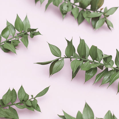 Dried Flower Box Ruscus (Natural Green)